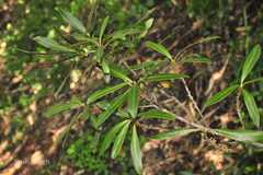 Rapanea thwaitesii